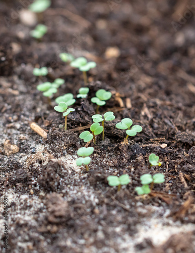 Small sprouts of radish in the ground.