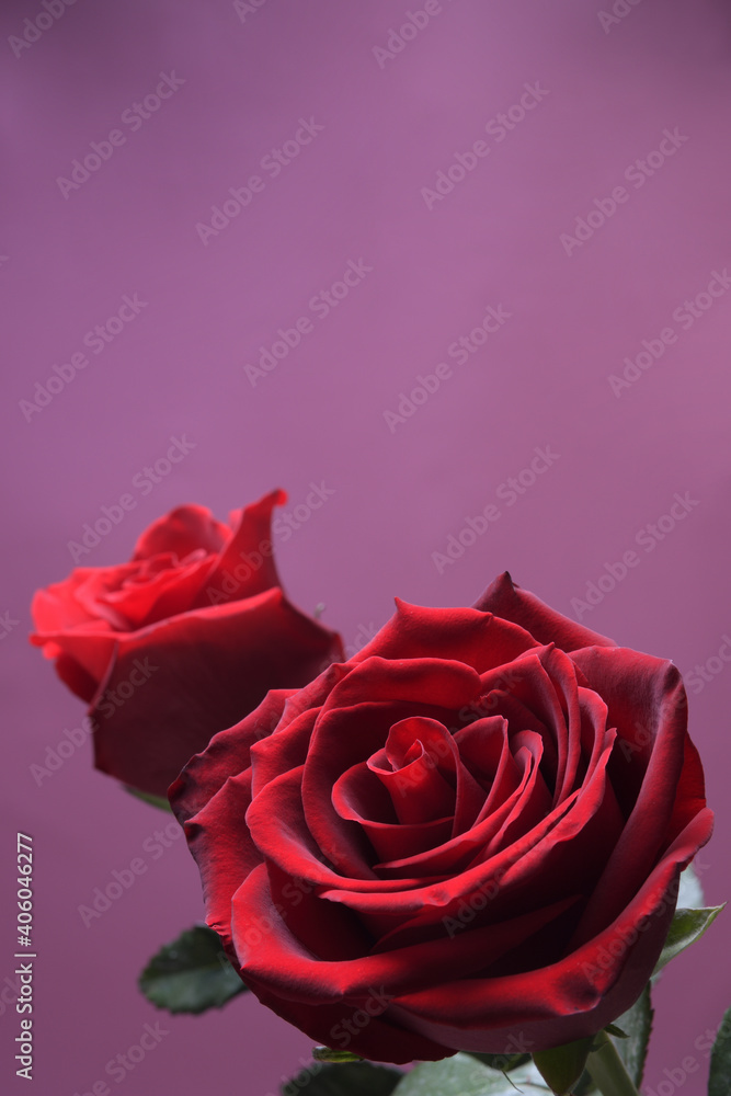 Background for Valentine's Day greeting card.Valentines day concept.Red, beautiful blooming rose. Close up. Background for Valentine's Day greeting card.Valentines day concept.Red, beautiful blooming rose. Close up.