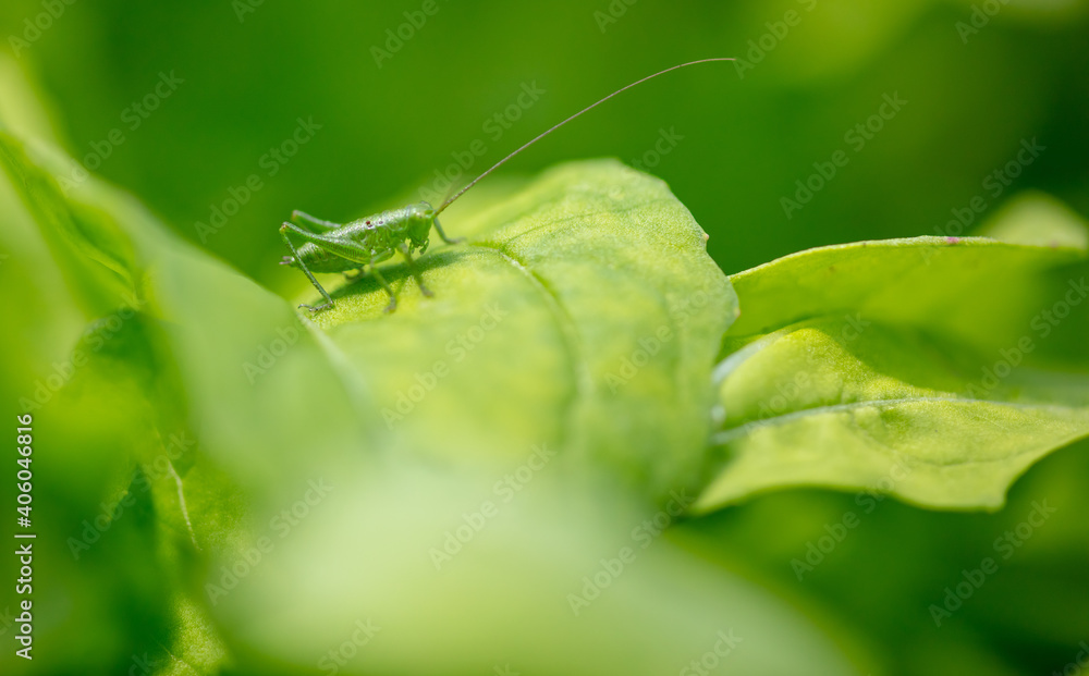 Green grasshopper on plant leaves. Green grasshopper on plant leaves.