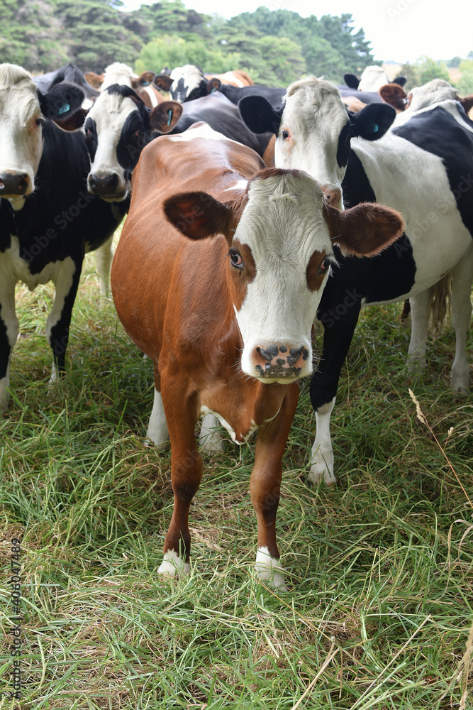 View of  heifer bull