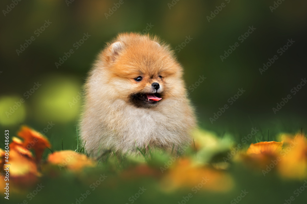 small pomeranian spitz puppy sitting on grass outdoors