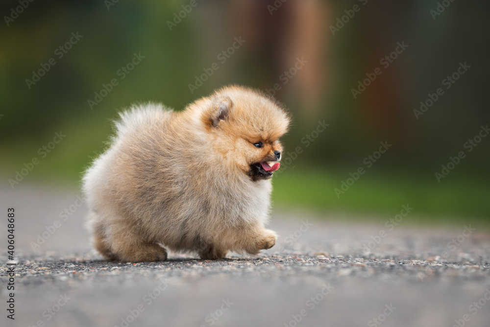 funny spitz puppy walking on the road outdoors