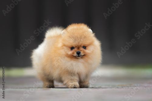 small red pomeranian spitz puppy standing outdoors