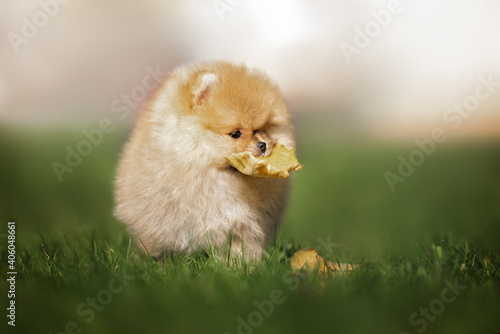 funny pomeranian spitz puppy playing with a fallen autumn leaf outdoors