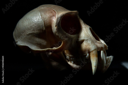 Monkey Skull