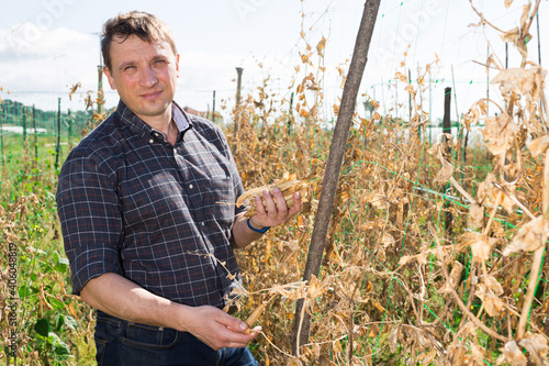 Farmer controlling process of growing of peas on the plantation