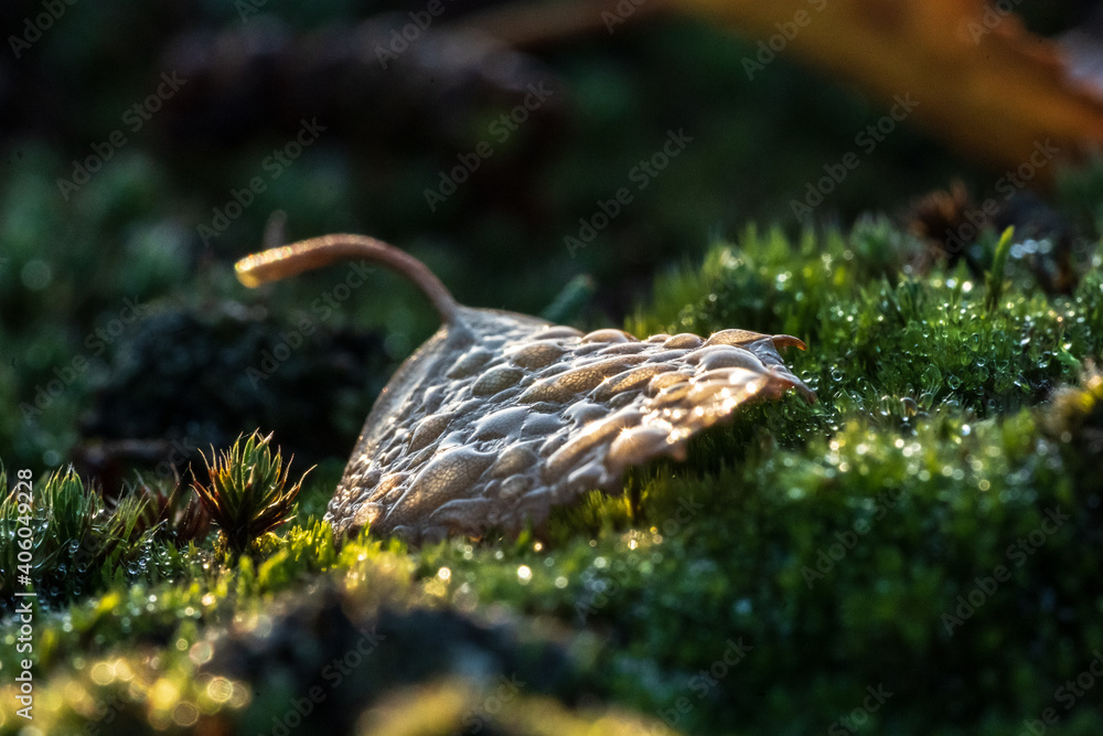 Fototapeta premium Autumn leaf on green moss with morning dew and sparkling sunlight