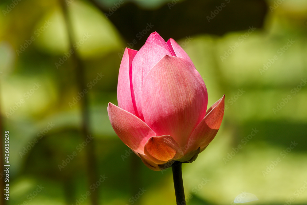 Lotusblume, Knospe; Bali Lotusblume, Knospe; Bali
