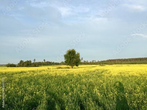Beautiful nature view of crops and flowers