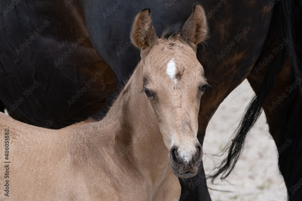 Fototapeta premium Young newly born yellow foal stands together with its brown mother