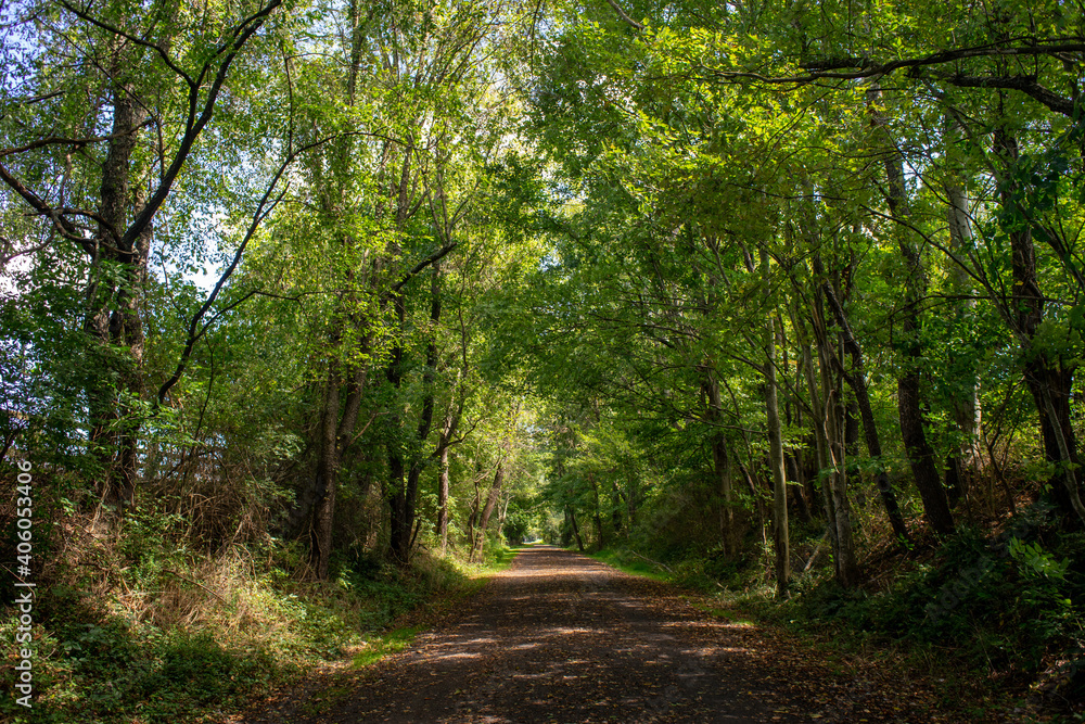 path in the forest