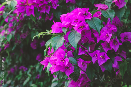 Photographie blooming bougainvillea