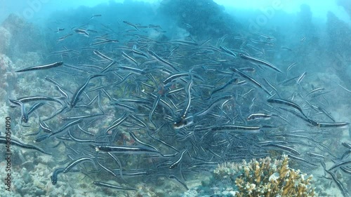 convict blenny fish digging the sand to make a place underwater ocean scenery of animal behaviour  photo