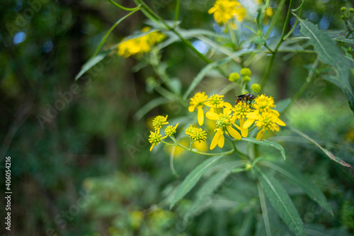 yellow flowers in the garden © T