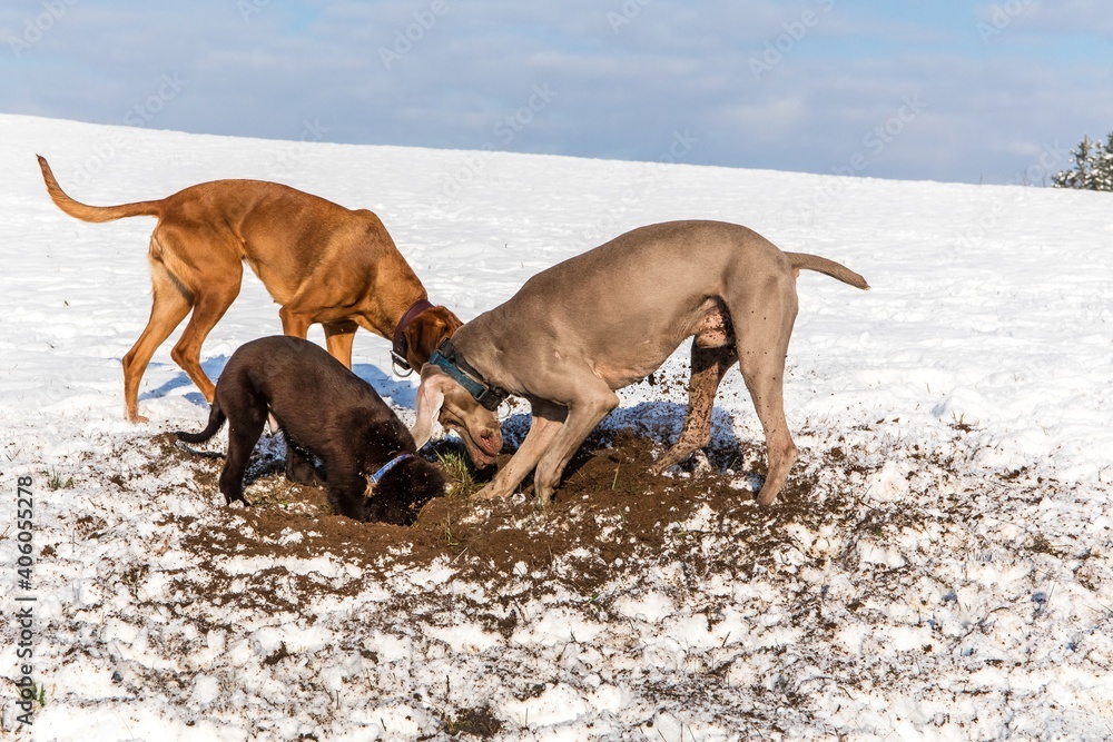 Dog digging under clear snow. Dog digging in snow, looking for rabbits. A pack of dogs in the snow. Dogs hunt mice.