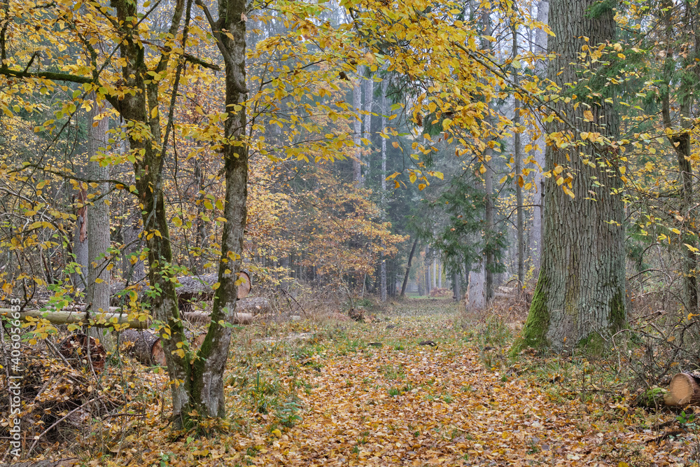 Obraz premium Deciduous forest in autumn cloudy day