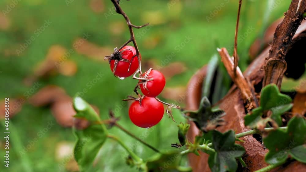 Red cherry tomatoes with water drops in the morning Red cherry tomatoes with water drops in the morning