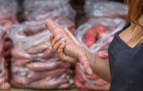Female hands are choosing sweet potato heads for sale in the market.