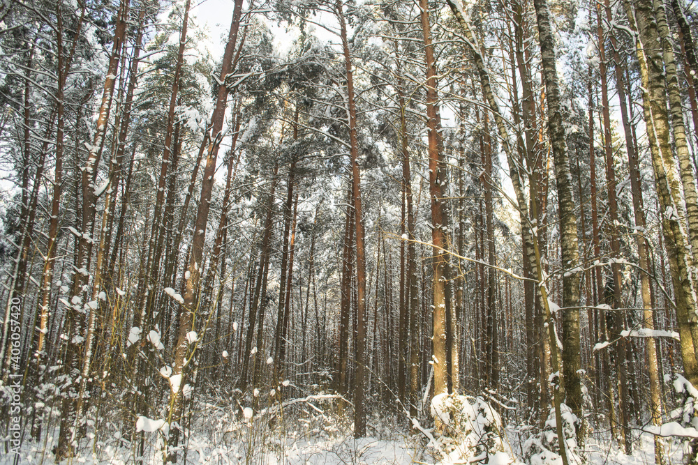 Fototapeta premium Winter Snowy Forest