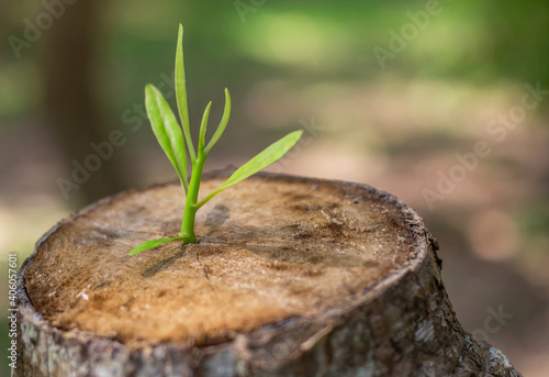 Young plant growing on dead stump