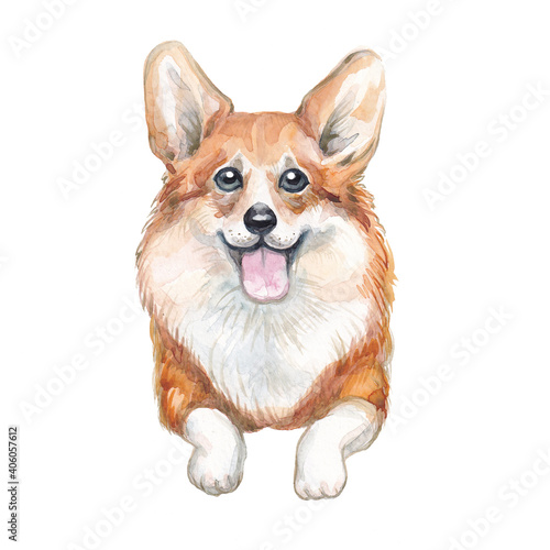 Watercolor hand drawn red corgi illustration.
