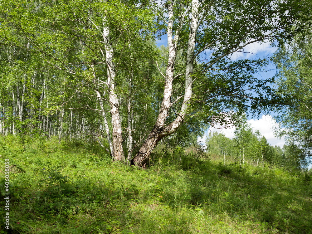 Several Russian birches grow in a bunch from one root on a hillock in the forest on a summer sunny day. Several Russian birches grow in a bunch from one root on a hillock in the forest on a summer sunny day.