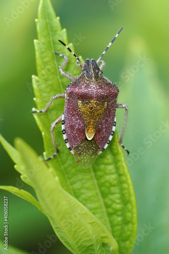 Close up of the sloe bug , Dolycoris baccarum, in the garden photo