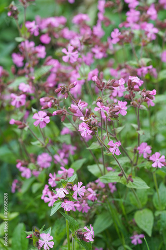 The pink flower of the Clifford Moor , Silene diocia