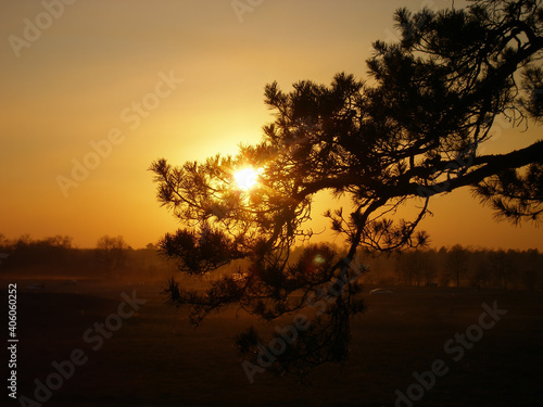 Sunset in the hills with branches in the foreground against the light, calming nature background