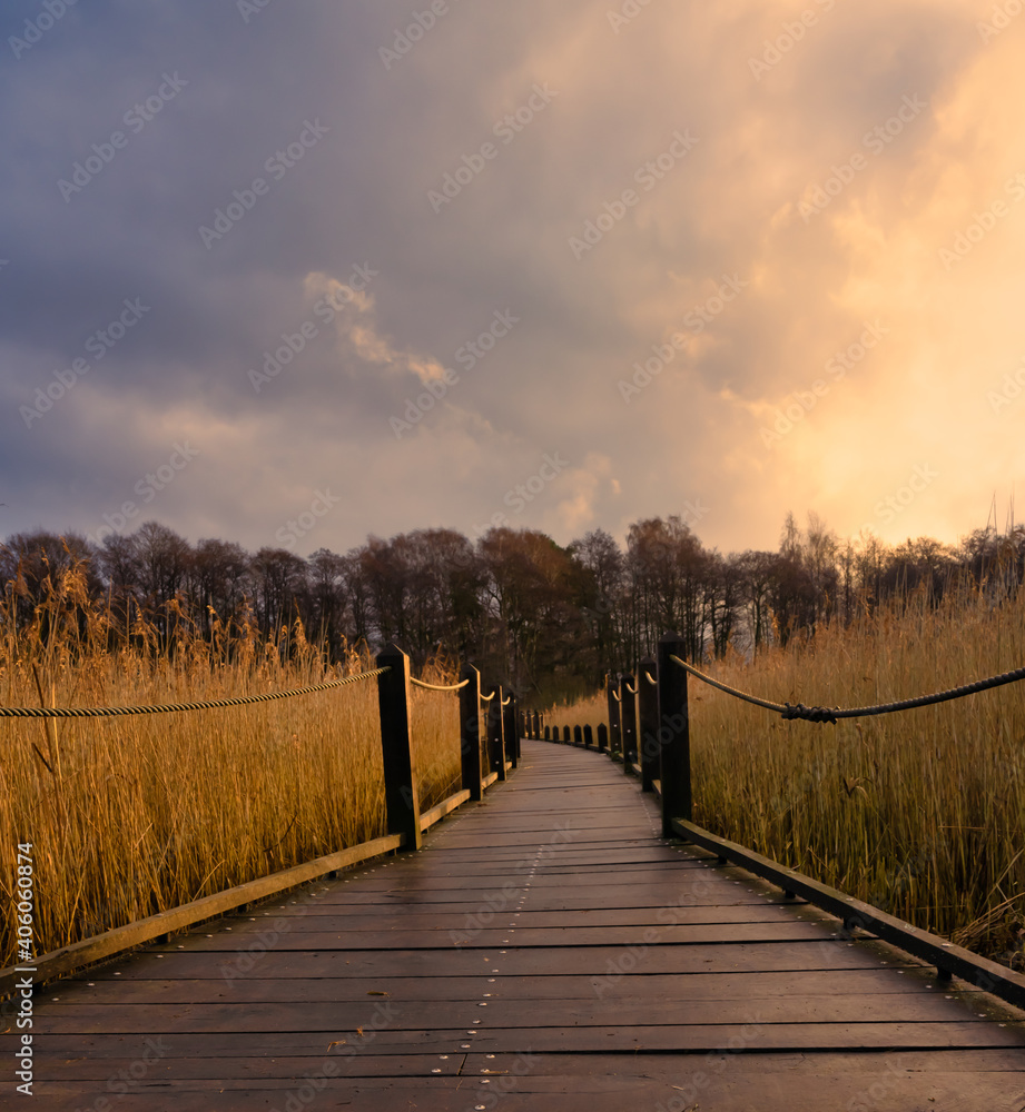 A boardwalk in a marshland full of reeds in golden color with an amazing sky in the background. Picture from Lund, southern Sweden