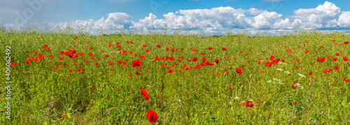 Agricultural field with red poppies as foreground