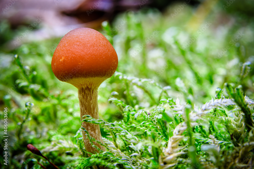 Unknown, small mushroom Unknown, small mushroom