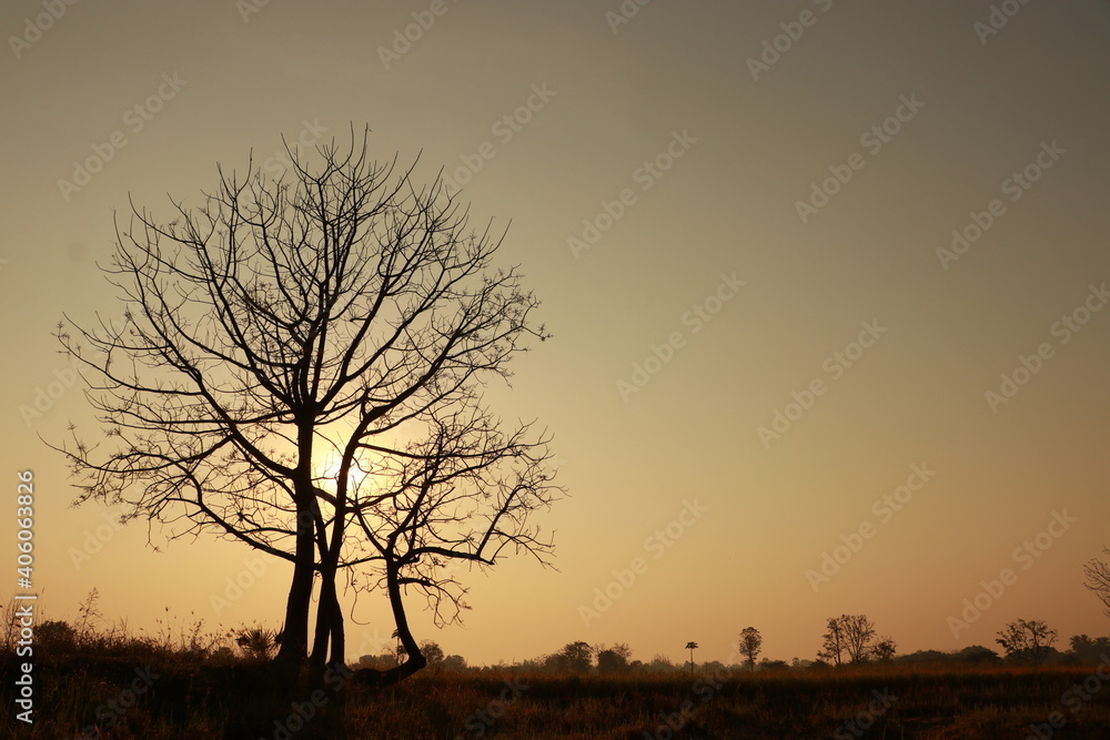 Close up silhouette of big tree in the morning