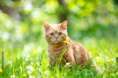 Ginger kitten sitting in the grass on a sunny summer day