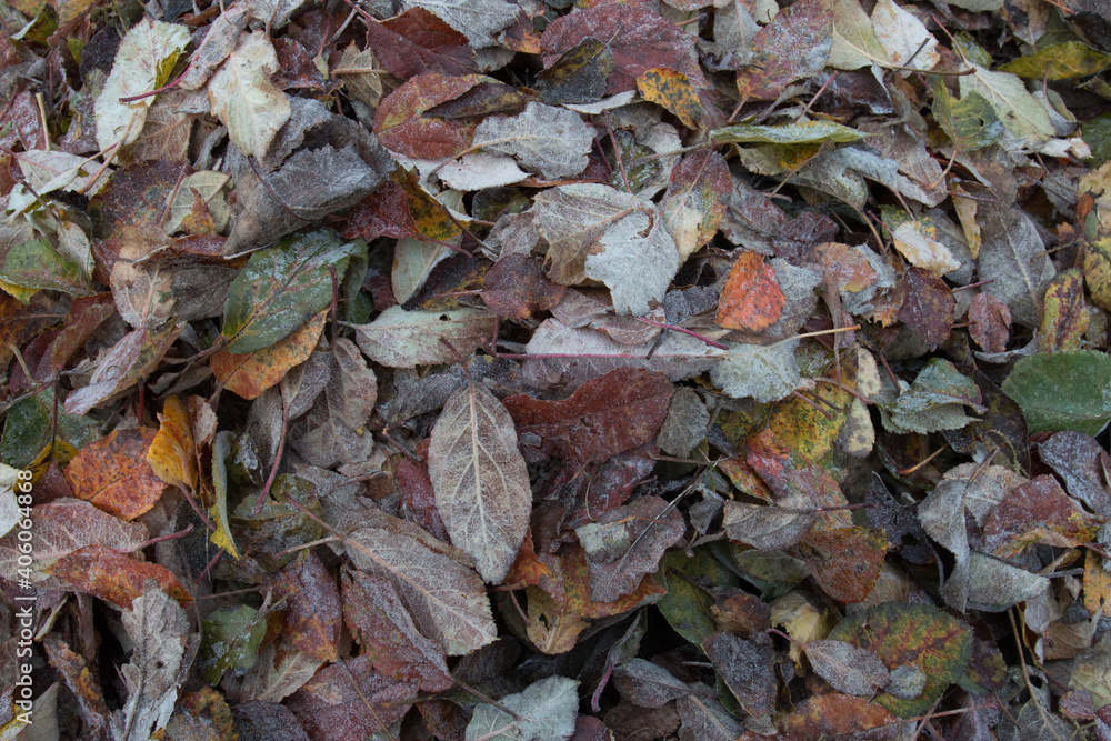 Herbstlaub Herbstlaub