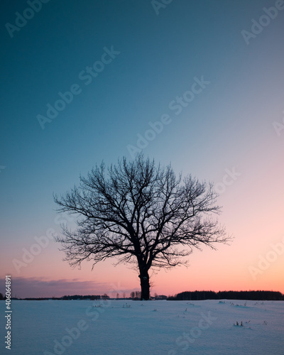 Lonely winter tree in cold winter evening
