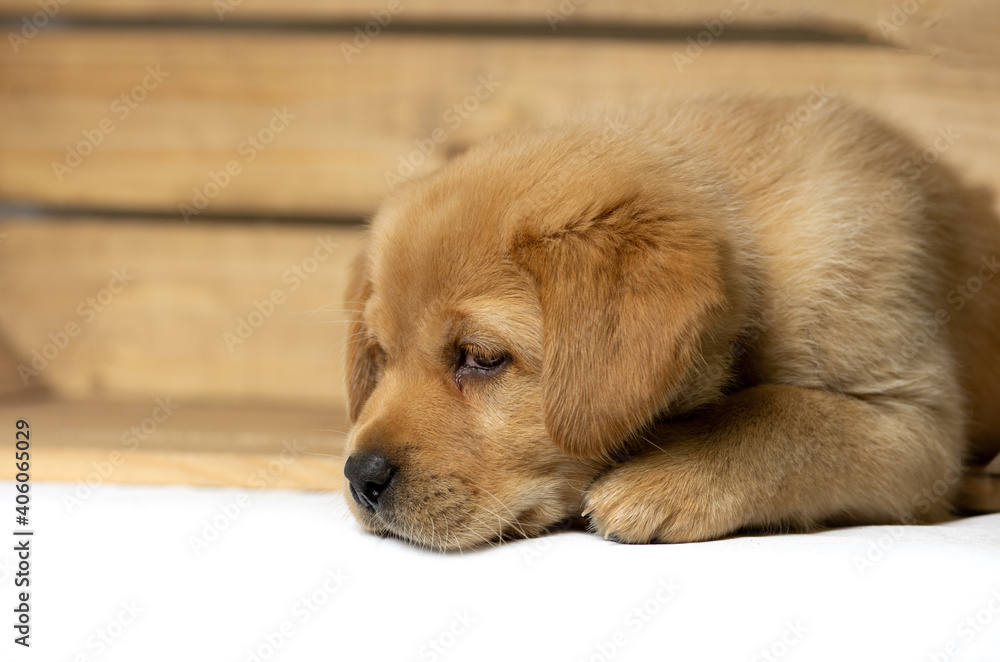 blonde labrador puppy lies in a wooden box and looks down innocently