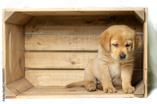 blonde labrador puppy sits on the right in a wooden box and looks down innocently. copy space