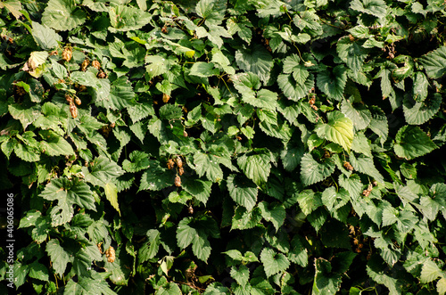 Background with green foliage in direct sunlight. Contrast of greenery and shadow.