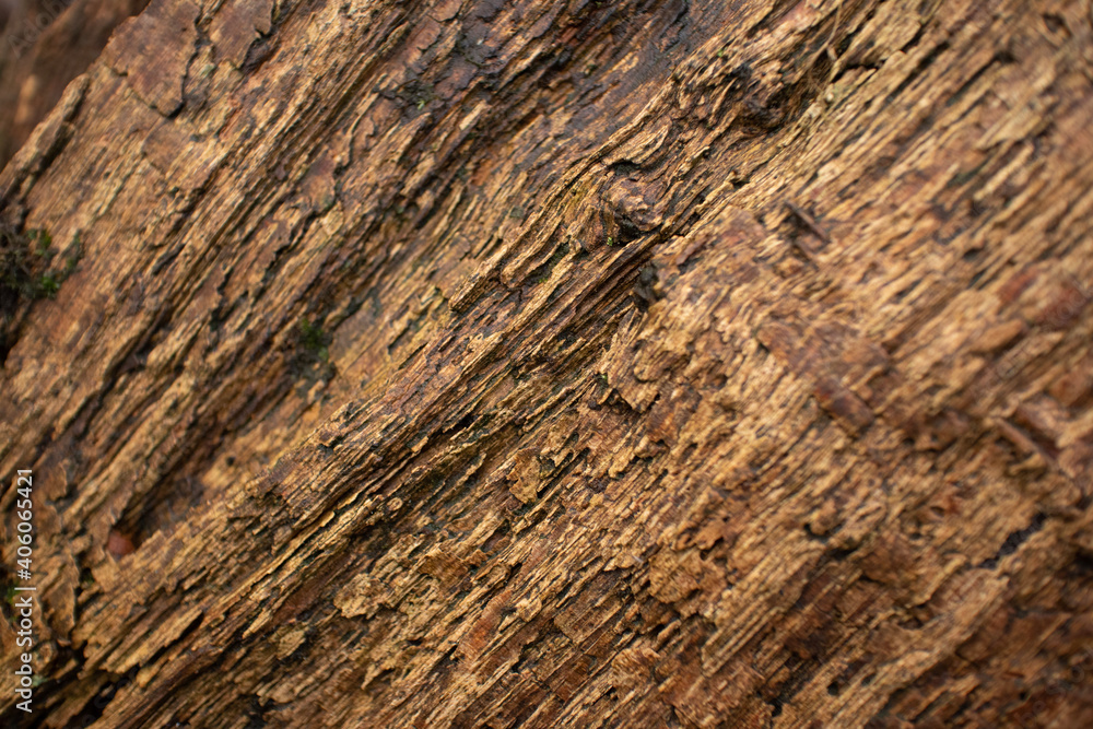 Cut wood texture in the woods Cut wood texture in the woods