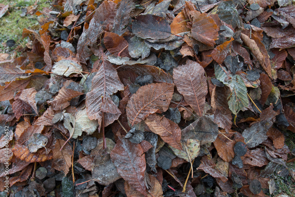 Herbstlaub Herbstlaub