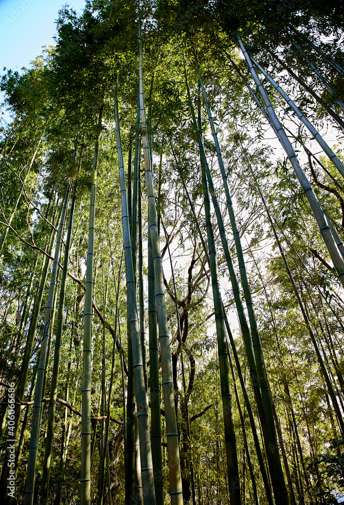 Fototapeta premium Bamboo forest