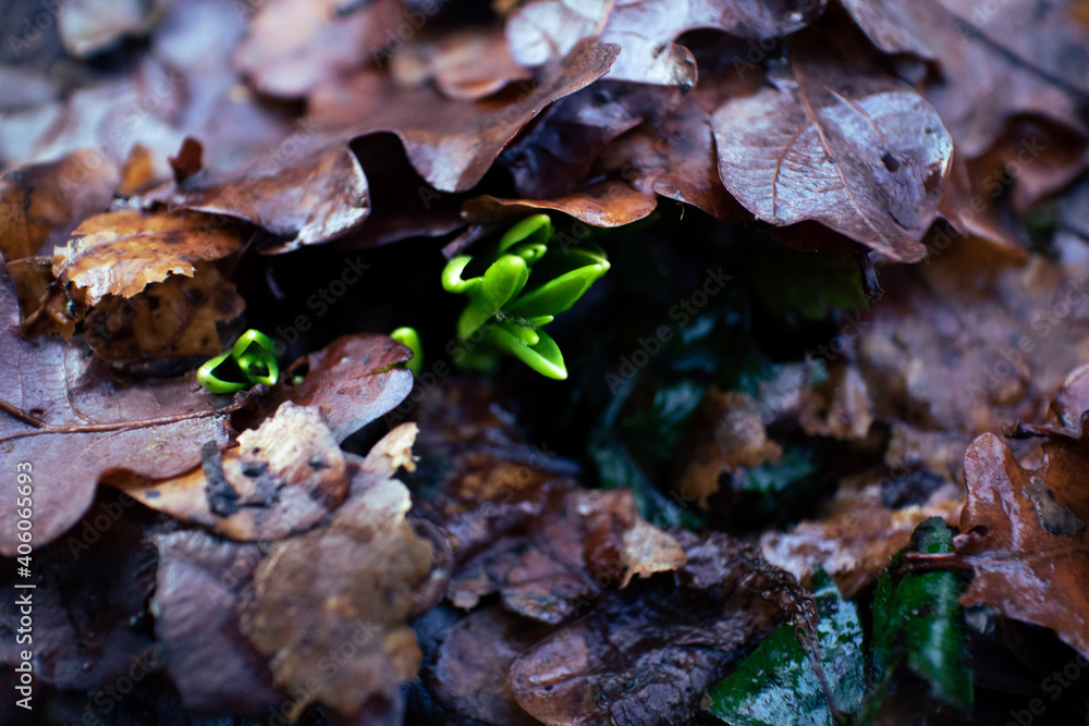 Spring flower shoots Spring flower shoots