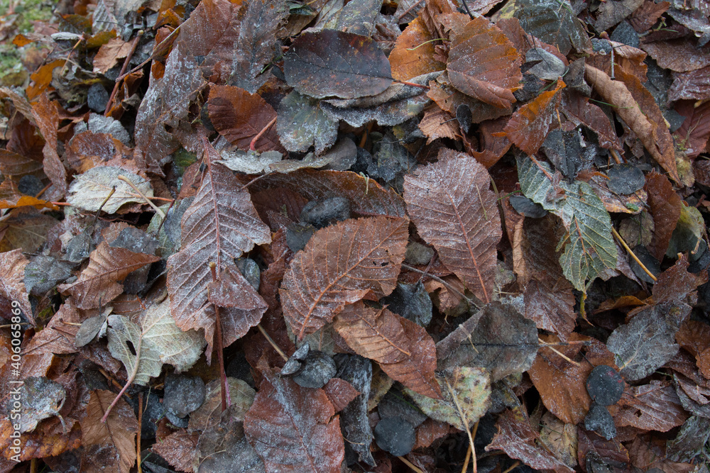 Herbstlaub Herbstlaub