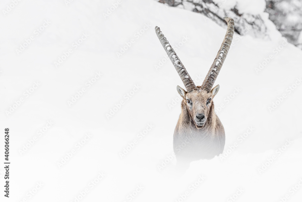 Fototapeta premium Fine art portrait of Alpine ibex in the snow (Capra ibex)