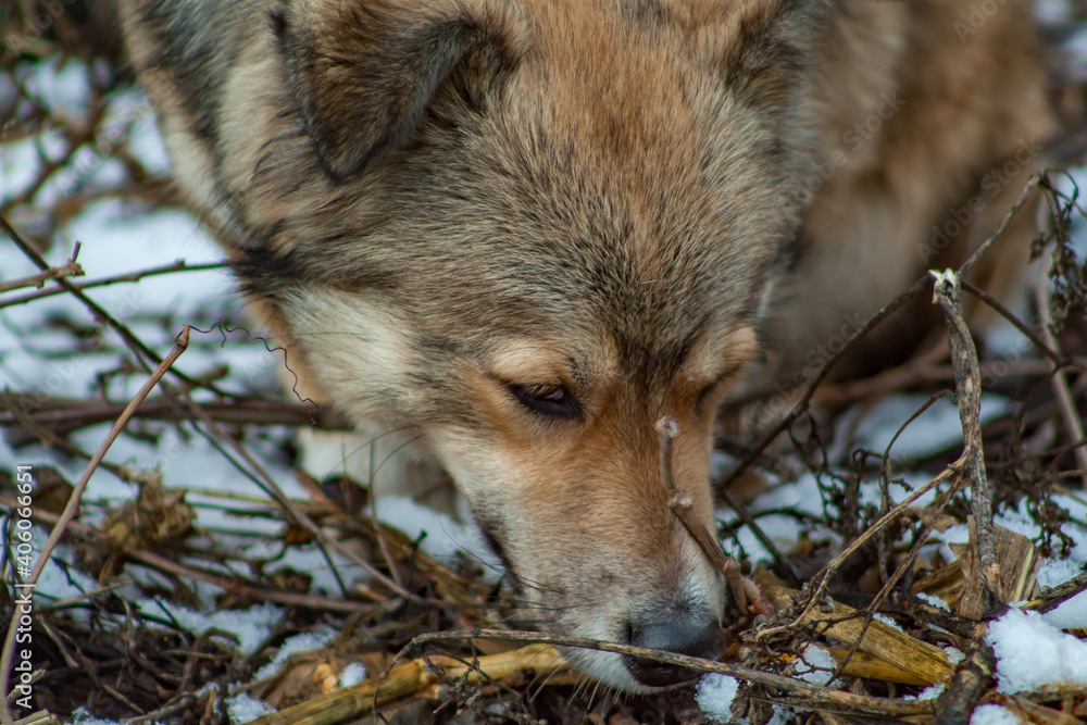 Obraz premium portrait of a wolf