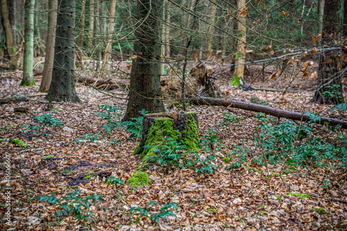 Spring in Brandon forest, 2015
