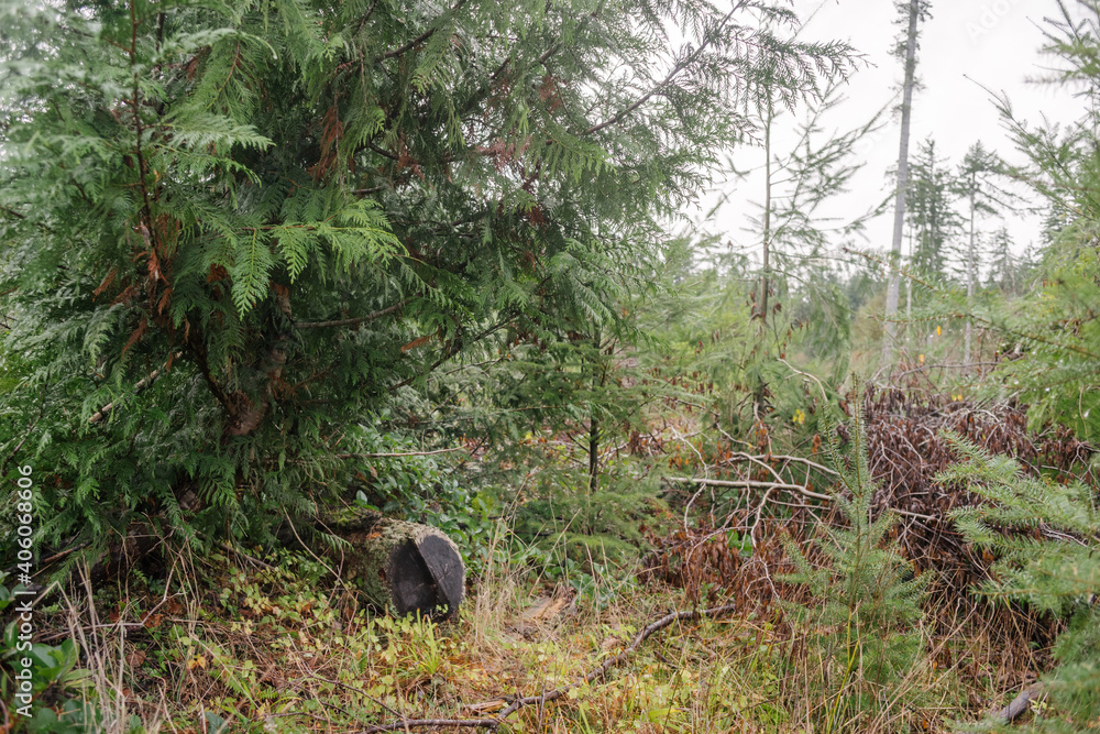 moss covered rocks and forrest
moss covered rocks and forrest