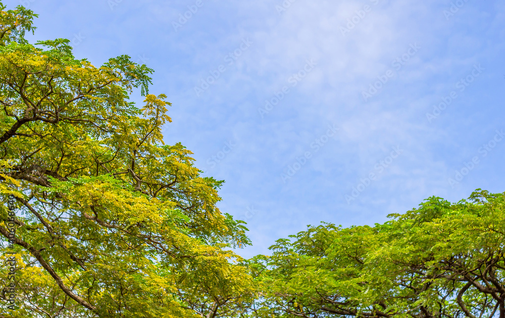 Fototapeta premium Big branches,tree and blue sky