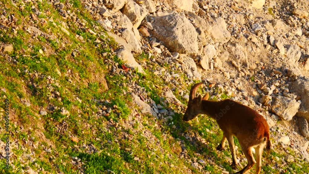 Spanish ibex, wild mountain goat in rocky landscape, Spain. Wildlife animals. Spanish ibex, wild mountain goat in rocky landscape, Spain. Wildlife animals.